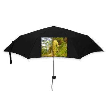 Aleppo pine also Jerusalem pine Aleppo-Kiefer - Umbrella (small) - black - Front