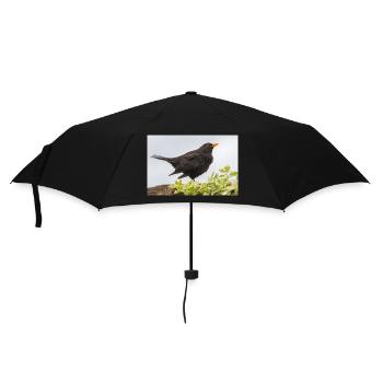 Blackbird (Turdus merula) Amsel Poster - Regenschirm (klein) - Schwarz - Vorne