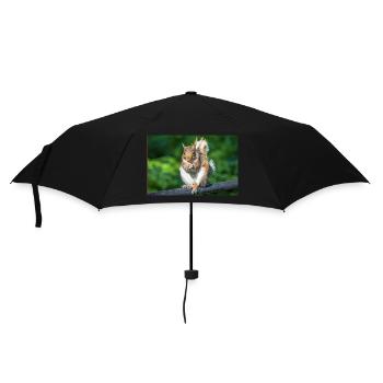 Essen Grauhörnchen Grauhörnchen Sciurus caroline - Regenschirm (klein) - Schwarz - Vorne