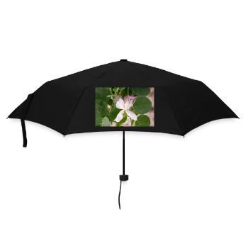 caper bush also Flinders rose Capparis spinosa - Umbrella (small) - black - Front
