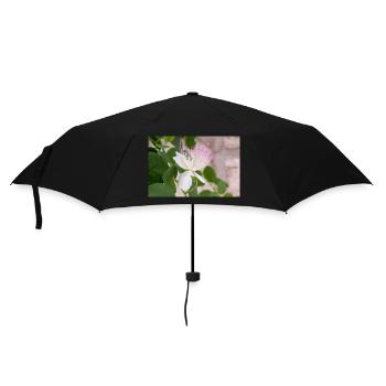 caper bush also Flinders rose Capparis spinosa - Umbrella (small) - black - Front