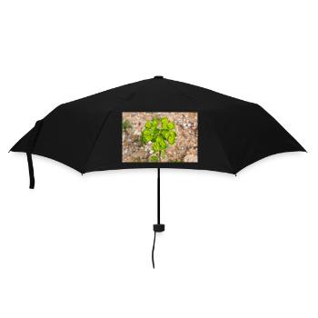 blooming colorful Wolfsmilch (Euphorbia) flower - Umbrella (small) - black - Front