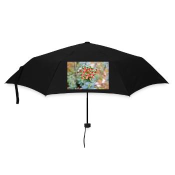 blooming colorful Wolfsmilch (Euphorbia) flower - Umbrella (small) - black - Front