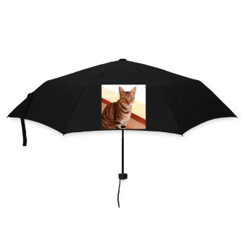 Katze Kätzchen Poster quadratisch Katzenposter - Regenschirm (klein) - Schwarz - Vorne