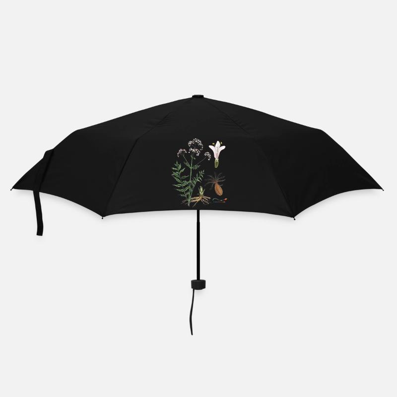 Baldrian (Valeriana officinalis) - Regenschirm (klein) - Schwarz