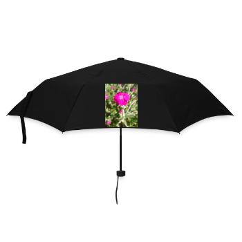 Rosennelke Kronen-Lichtnelke Lychnis coronaria - Regenschirm (klein) - Schwarz - Vorne