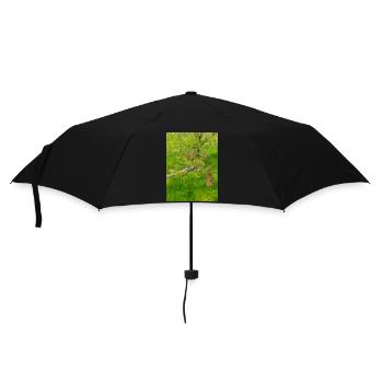 Noyer de Perse aussi noyer commun Juglans regia - Parapluie standard - noir - Devant