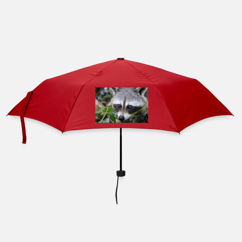 Raton laveur - Parapluie standard - rouge
