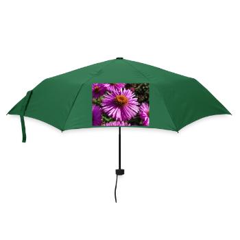 Italienische Gänseblümchen (auf Deutsch Berg-Aster Aster amellus - Regenschirm (klein) - Flaschengrün - Vorne