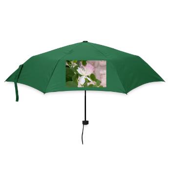 Kapernstrauch auch Flinders-Rose Capparis spinosa - Regenschirm (klein) - Flaschengrün - Vorne