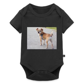 chihuahua, chien, - Body à manches courtes Premium Bébé - noir - Devant