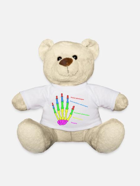 Hand Knochen Anatomie Mensch Evolution Physio - Teddy - Weiß