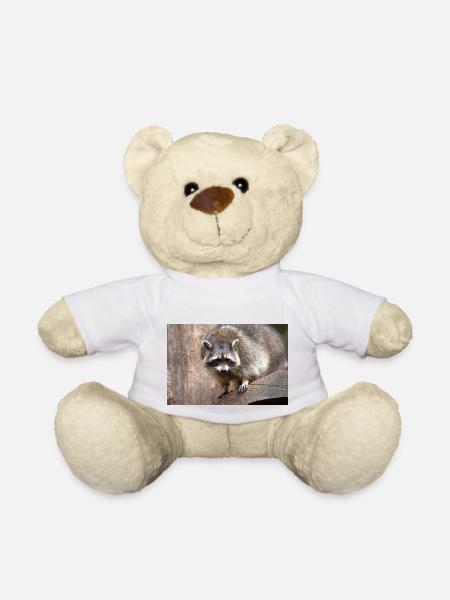 Waschbär (Nordamerikanischer Waschbär) - Teddy - Weiß