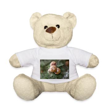 Italian cypress also Mediterranean cypress - Teddy Bear - white - Front