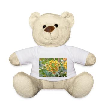 blooming colorful Wolfsmilch (Euphorbia) flower - Teddy Bear - white - Front