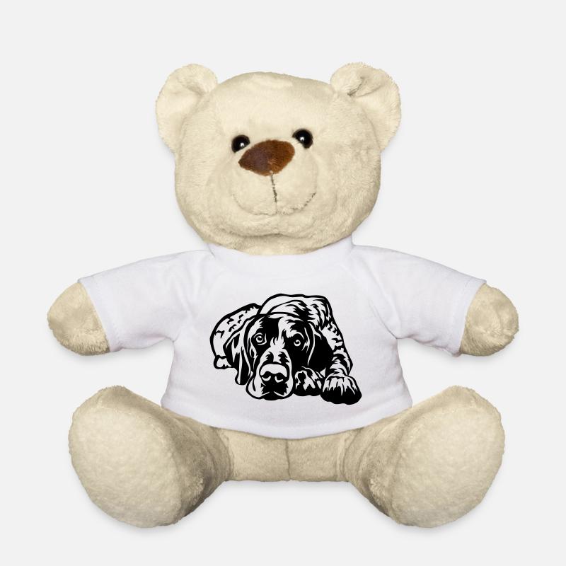 Deutsch Kurzhaar - Teddy - Weiß