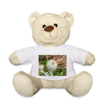 Scotch Baumwolldistel auch Wolldistel - Teddy - Weiß - Vorne