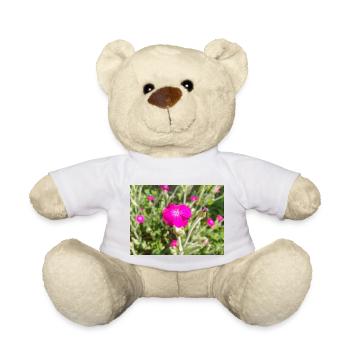 Rosennelke Lychnis coronaria Kronen-Lichtnelke - Teddy - Weiß - Vorne