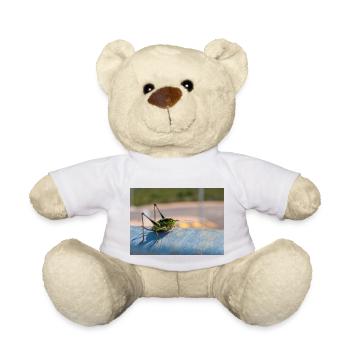 Eupholidoptera Eupholidoptera chabrieri - Teddy Bear - white - Front