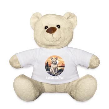 Burmilla Chaton Burmilla Chat - Nounours - blanc - Devant