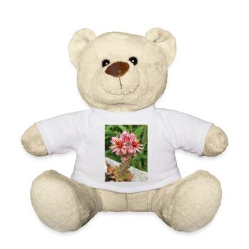 liveforever aussi poule et poussins Sempervivum - Nounours - blanc - Devant