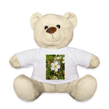 potentille de Felsen-Fingerkraut - Nounours - blanc - Devant