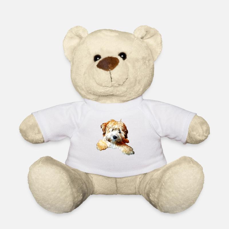 Havaneser - Teddy - Weiß