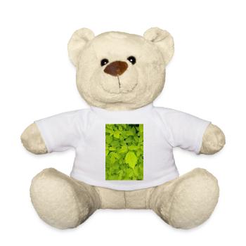 Eschen Ahorn / Acer negundo - Teddy - Weiß - Vorne