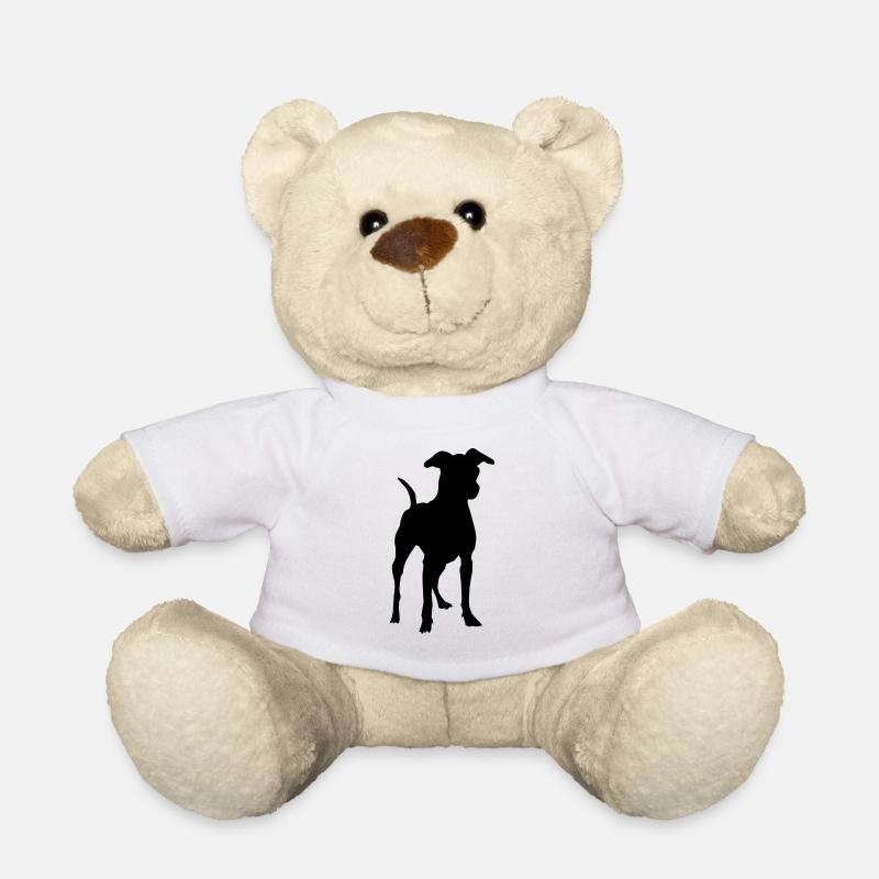 pinscher - Nounours - blanc