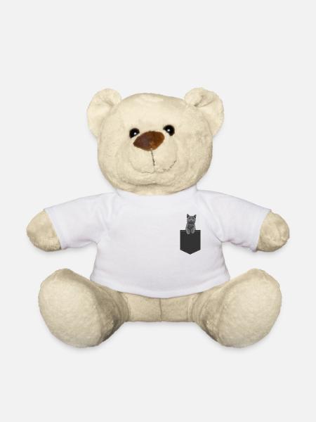 British shorthair cat - Teddy Bear - white
