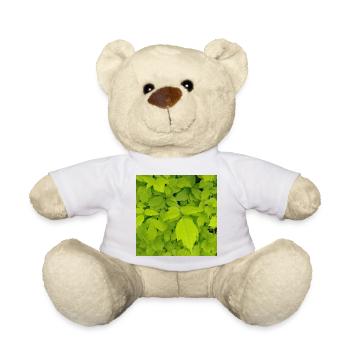 Eschen Ahorn / Acer negundo - Teddy - Weiß - Vorne