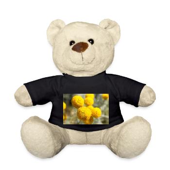 Lavender cotton or Grey santolina Heiligenkraut - Teddy - Schwarz - Vorne