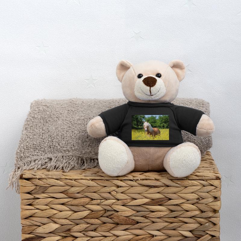 Haflinger im Raps Teddy