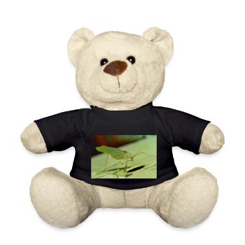 Krauss-Buschgrille Isophya kraussii - Teddy - Schwarz - Vorne