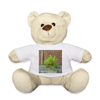 Mauerblümchen am Mauerwerk - Teddy - Sonnengelb - Vorne