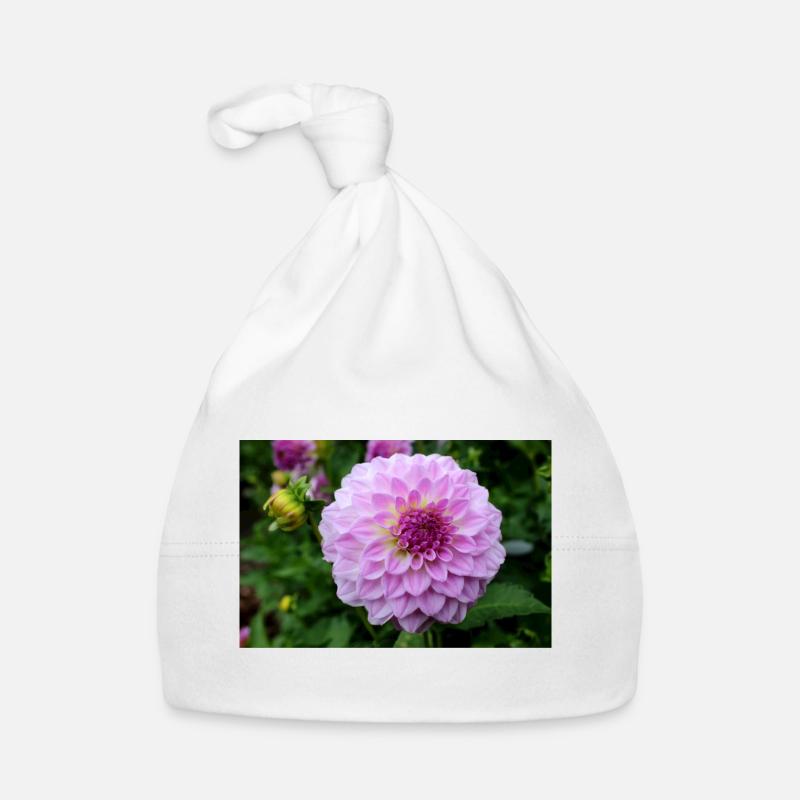 Dahlia rose rose fleur, fleur Bonnet bio Bébé