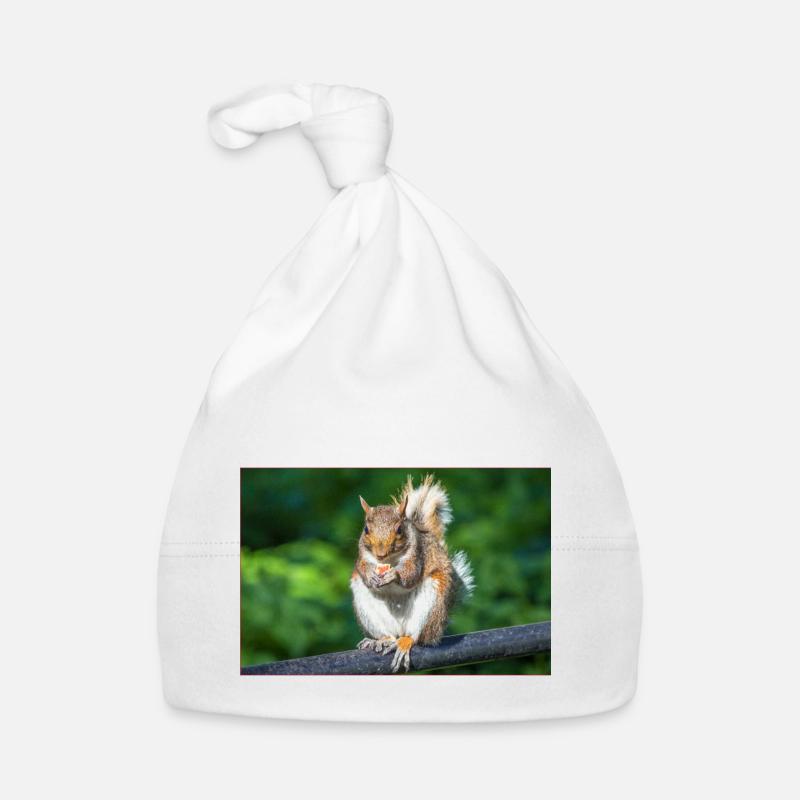 Manger Écureuil gris Grauhörnchen Sciurus caroline Bonnet bio Bébé