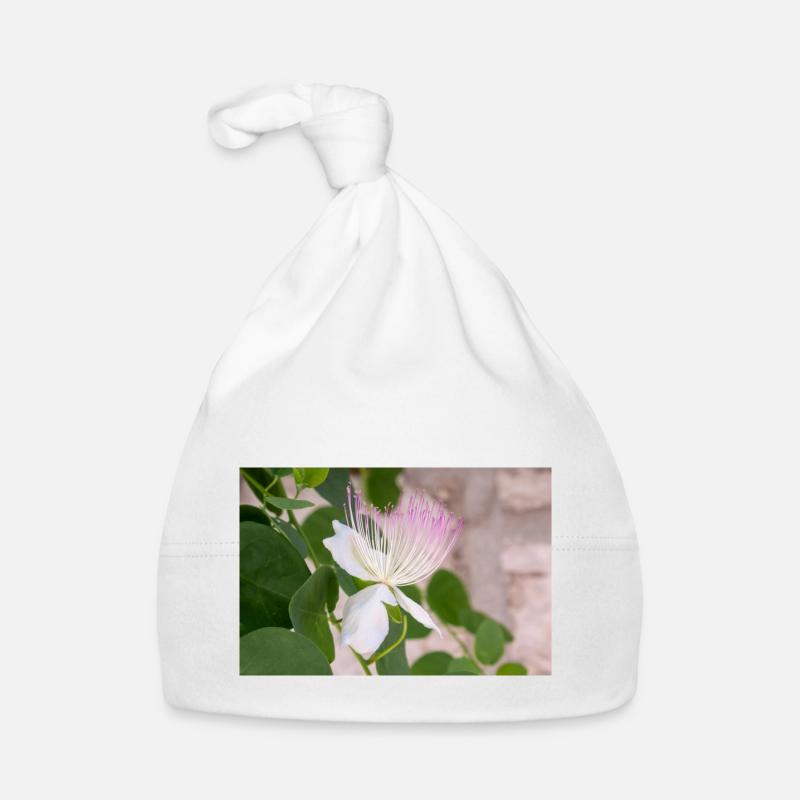 caper bush also Flinders rose Capparis spinosa Organic Baby Cap