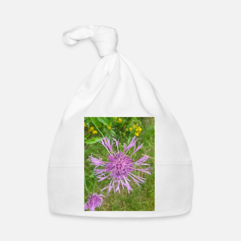 centaurée Centaurea scabiosa Bonnet bio Bébé