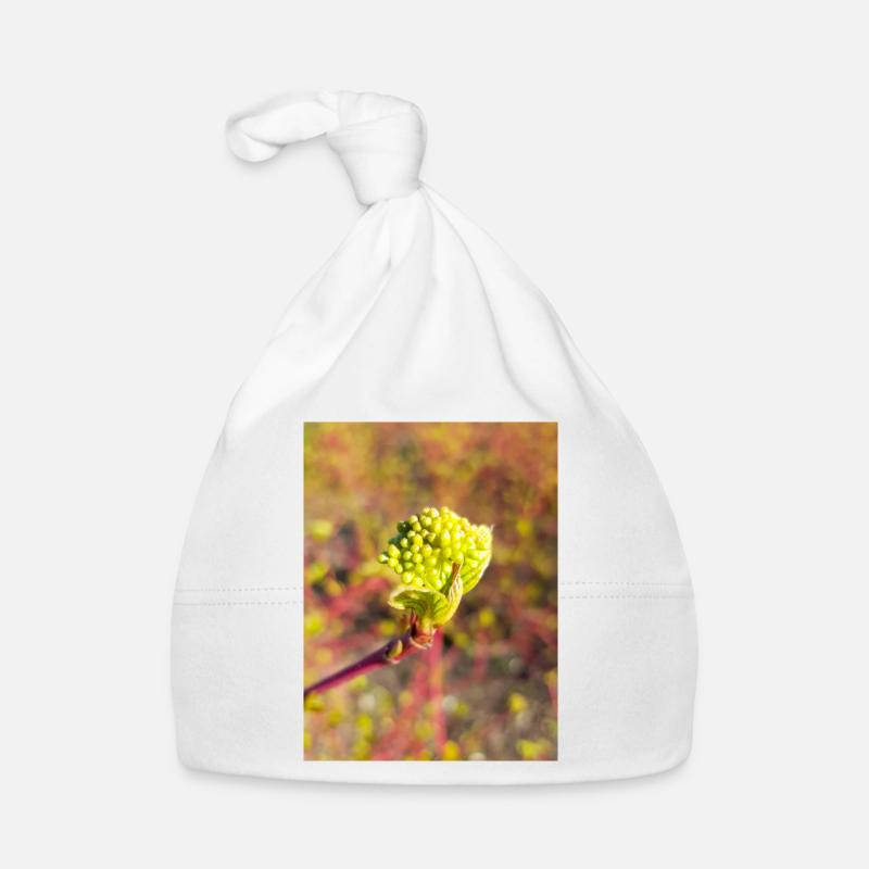 cornouillers Cornus Hornstrauch Bonnet bio Bébé
