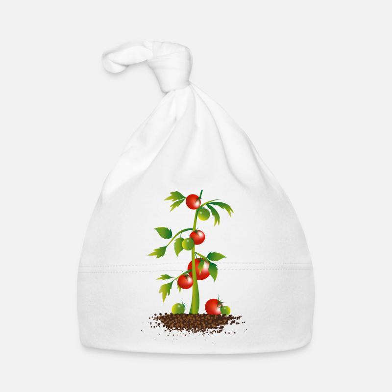 Plant de tomate Bonnet bio Bébé