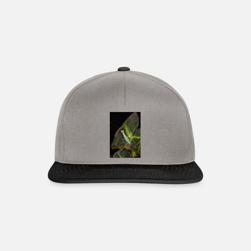 Tropidomantis cf tenue - Snapback Cap - graphite/black