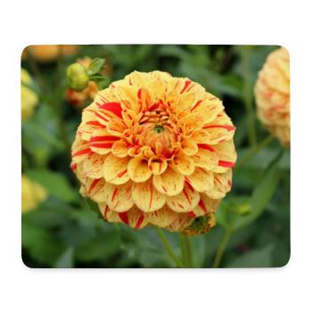 Yellow Dahlia Blossom Flower Poster - Mouse Pad (horizontal) - white - Front