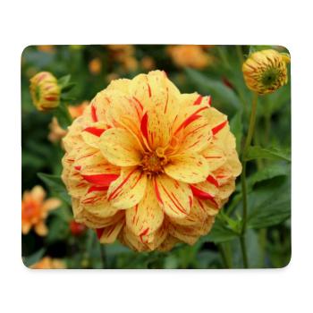 Dahlie Blüte Blume gelb rot - Mousepad (Querformat) - Weiß - Vorne