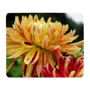 Dahlia fleur jaune, fleur - Tapis de souris (format paysage) - blanc - Devant