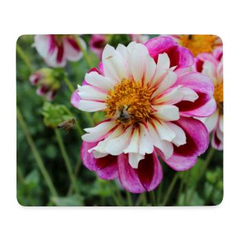 Abeille, Miel Scène Sur Fleur Colorée, Dahlia - Tapis de souris (format paysage) - blanc - Devant