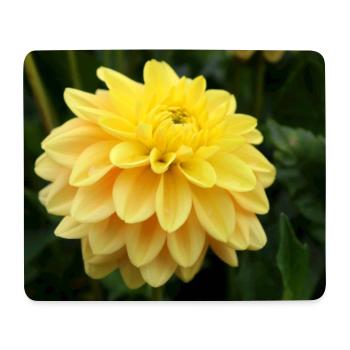 Dahlia fleur jaune, fleur - Tapis de souris (format paysage) - blanc - Devant