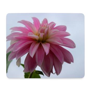 Dahlia Pink Pink Blossom ,Flower - Mouse Pad (horizontal) - white - Front