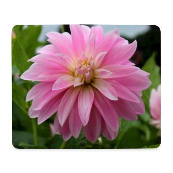 Dahlia Pink Pink Blossom ,Flower - Mouse Pad (horizontal) - white - Front