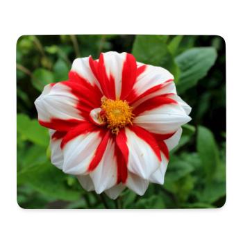 Dahlie weiß rot Blüte ,Blume - Mousepad (Querformat) - Weiß - Vorne